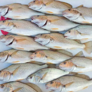 Foxrozen Croaker Fish (32 and above)- 25lbs b