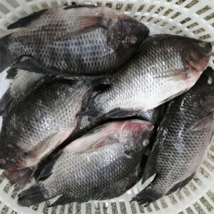 Frozen Whole Tilapia (350-550)- 40lbs - 550)- 40lbs