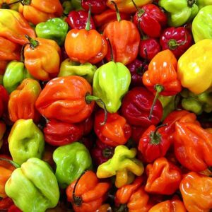 Jamaican Hot Pepper- 1/8lbs bag