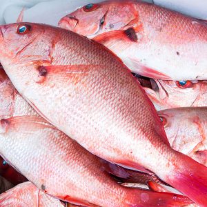 Red Snapper (1lb to 1.5lbs)- 22lbs
