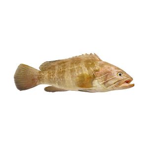 Whole Grouper Fish (6lbs-11lbs)- 10 lb