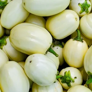 Fresh African Eggplant (Garden Eggs) ? Case of 35 | Premium Quality