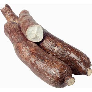 Costa Rican Yucca - 36 lbs