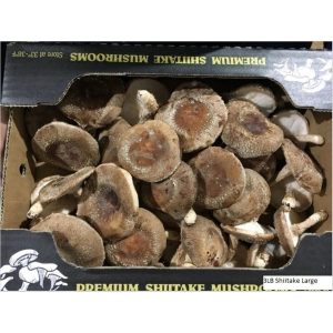 Large Shiitake Mushrooms 3lbs