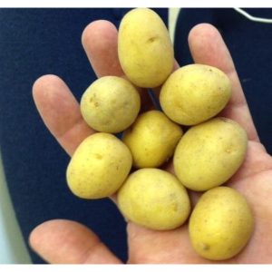 Baby Gold Potato - 10 lb box