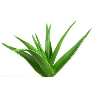Aloe Vera - 30 lbs