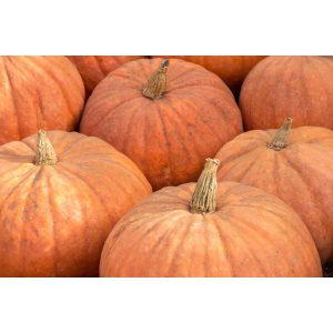Imported Calabaza - 40lbs