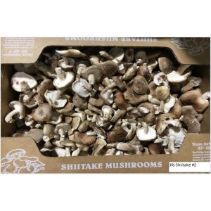 Shiitake Mushrooms - 2 lbs