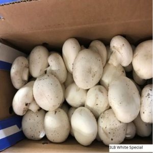 White Special Mushrooms 3lbs