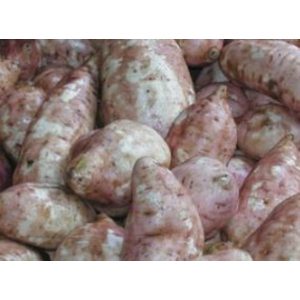 Florida Batatas - 40lbs