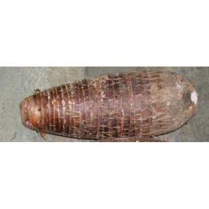 Malanga Coco - 38 lbs