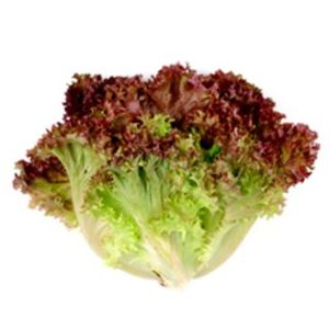 Red Leaf Lettuce 24 CT
