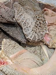 Black Beef Tripe (Unbleached/Green Tripe) – 300 lb Bulk Wholesale