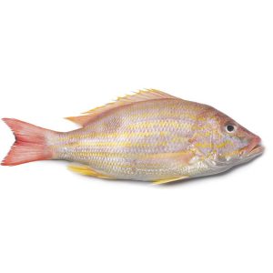 Frozen Whole Caribbean Lane Snapper - 1-2lb, 10 lb case