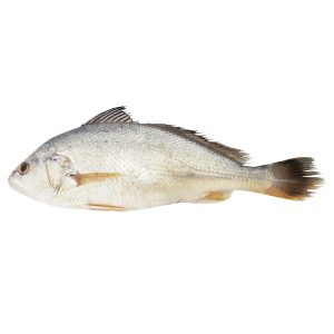 Frozen Croakers, 8-16 oz, Headed & Gutted, Fully Dressed, IQF, 25 lb box