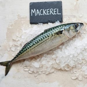 Premium Fresh-Frozen Mackerel – 44 lb Bulk Wholesale Case